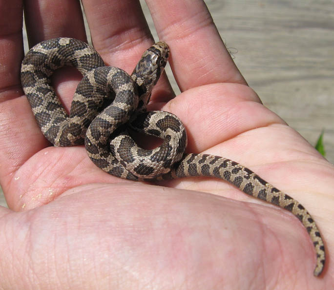 Eastern Fox Snake